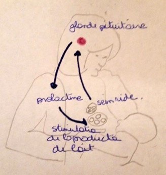 photo du schéma de la prolactine